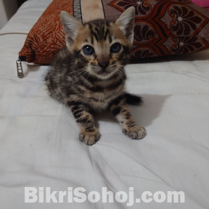 bengal male kitten